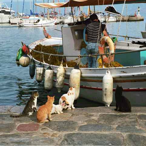 hydra fisherman and friends